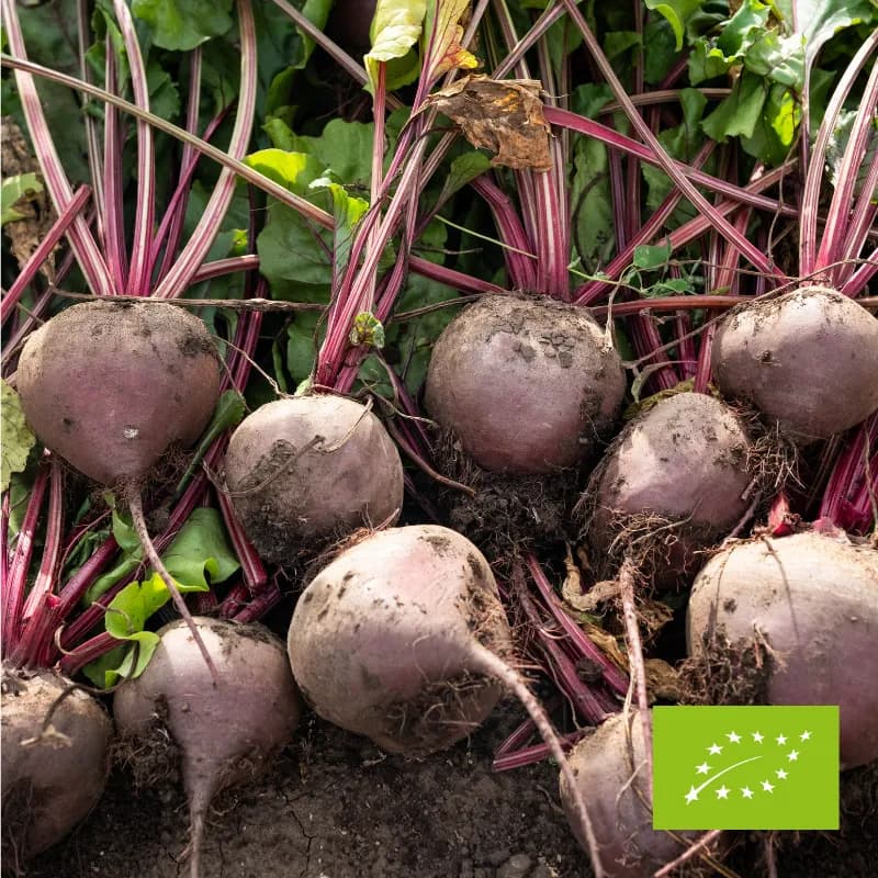 Buraki EKO 3 kg